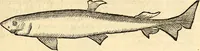 An illustration from Icones animalium quadrupedum uiuiparorum et ouiparorum : quae in Historiae animalium Conradi Gesneri libro I. et II. describuntur, cum nomenclaturis singulorum latinis, graecis, italicis, gallicis, et germanicis plerunque, et aliarum quoque linguarum, certis ordinibus digestae (1560)