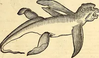 An illustration from Icones animalium quadrupedum uiuiparorum et ouiparorum : quae in Historiae animalium Conradi Gesneri libro I. et II. describuntur, cum nomenclaturis singulorum latinis, graecis, italicis, gallicis, et germanicis plerunque, et aliarum quoque linguarum, certis ordinibus digestae (1560)
