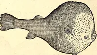 An illustration from Icones animalium quadrupedum uiuiparorum et ouiparorum : quae in Historiae animalium Conradi Gesneri libro I. et II. describuntur, cum nomenclaturis singulorum latinis, graecis, italicis, gallicis, et germanicis plerunque, et aliarum quoque linguarum, certis ordinibus digestae (1560)