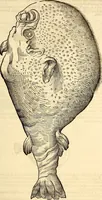 An illustration from Icones animalium quadrupedum uiuiparorum et ouiparorum : quae in Historiae animalium Conradi Gesneri libro I. et II. describuntur, cum nomenclaturis singulorum latinis, graecis, italicis, gallicis, et germanicis plerunque, et aliarum quoque linguarum, certis ordinibus digestae (1560)