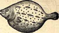 An illustration from Icones animalium quadrupedum uiuiparorum et ouiparorum : quae in Historiae animalium Conradi Gesneri libro I. et II. describuntur, cum nomenclaturis singulorum latinis, graecis, italicis, gallicis, et germanicis plerunque, et aliarum quoque linguarum, certis ordinibus digestae (1560)