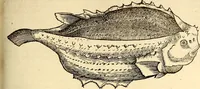 An illustration from Icones animalium quadrupedum uiuiparorum et ouiparorum : quae in Historiae animalium Conradi Gesneri libro I. et II. describuntur, cum nomenclaturis singulorum latinis, graecis, italicis, gallicis, et germanicis plerunque, et aliarum quoque linguarum, certis ordinibus digestae (1560)