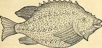 An illustration from Icones animalium quadrupedum uiuiparorum et ouiparorum : quae in Historiae animalium Conradi Gesneri libro I. et II. describuntur, cum nomenclaturis singulorum latinis, graecis, italicis, gallicis, et germanicis plerunque, et aliarum quoque linguarum, certis ordinibus digestae (1560)