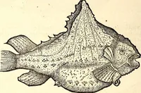 An illustration from Icones animalium quadrupedum uiuiparorum et ouiparorum : quae in Historiae animalium Conradi Gesneri libro I. et II. describuntur, cum nomenclaturis singulorum latinis, graecis, italicis, gallicis, et germanicis plerunque, et aliarum quoque linguarum, certis ordinibus digestae (1560)
