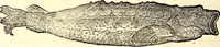 An illustration from Icones animalium quadrupedum uiuiparorum et ouiparorum : quae in Historiae animalium Conradi Gesneri libro I. et II. describuntur, cum nomenclaturis singulorum latinis, graecis, italicis, gallicis, et germanicis plerunque, et aliarum quoque linguarum, certis ordinibus digestae (1560)