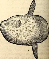 An illustration from Icones animalium quadrupedum uiuiparorum et ouiparorum : quae in Historiae animalium Conradi Gesneri libro I. et II. describuntur, cum nomenclaturis singulorum latinis, graecis, italicis, gallicis, et germanicis plerunque, et aliarum quoque linguarum, certis ordinibus digestae (1560)