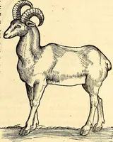 Picture 45 of 971 from Icones animalium quadrupedum uiuiparorum et ouiparorum : quae in Historiae animalium Conradi Gesneri libro I. et II. describuntur, cum nomenclaturis singulorum latinis, graecis, italicis, gallicis, et germanicis plerunque, et aliarum quoque linguarum, certis ordinibus digestae (1560), leaf 48