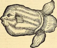 An illustration from Icones animalium quadrupedum uiuiparorum et ouiparorum : quae in Historiae animalium Conradi Gesneri libro I. et II. describuntur, cum nomenclaturis singulorum latinis, graecis, italicis, gallicis, et germanicis plerunque, et aliarum quoque linguarum, certis ordinibus digestae (1560)