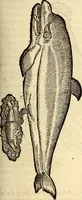 An illustration from Icones animalium quadrupedum uiuiparorum et ouiparorum : quae in Historiae animalium Conradi Gesneri libro I. et II. describuntur, cum nomenclaturis singulorum latinis, graecis, italicis, gallicis, et germanicis plerunque, et aliarum quoque linguarum, certis ordinibus digestae (1560)