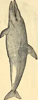 An illustration from Icones animalium quadrupedum uiuiparorum et ouiparorum : quae in Historiae animalium Conradi Gesneri libro I. et II. describuntur, cum nomenclaturis singulorum latinis, graecis, italicis, gallicis, et germanicis plerunque, et aliarum quoque linguarum, certis ordinibus digestae (1560)