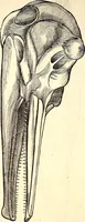 An illustration from Icones animalium quadrupedum uiuiparorum et ouiparorum : quae in Historiae animalium Conradi Gesneri libro I. et II. describuntur, cum nomenclaturis singulorum latinis, graecis, italicis, gallicis, et germanicis plerunque, et aliarum quoque linguarum, certis ordinibus digestae (1560)