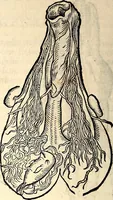 An illustration from Icones animalium quadrupedum uiuiparorum et ouiparorum : quae in Historiae animalium Conradi Gesneri libro I. et II. describuntur, cum nomenclaturis singulorum latinis, graecis, italicis, gallicis, et germanicis plerunque, et aliarum quoque linguarum, certis ordinibus digestae (1560)