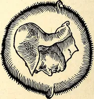 An illustration from Icones animalium quadrupedum uiuiparorum et ouiparorum : quae in Historiae animalium Conradi Gesneri libro I. et II. describuntur, cum nomenclaturis singulorum latinis, graecis, italicis, gallicis, et germanicis plerunque, et aliarum quoque linguarum, certis ordinibus digestae (1560)