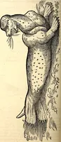 An illustration from Icones animalium quadrupedum uiuiparorum et ouiparorum : quae in Historiae animalium Conradi Gesneri libro I. et II. describuntur, cum nomenclaturis singulorum latinis, graecis, italicis, gallicis, et germanicis plerunque, et aliarum quoque linguarum, certis ordinibus digestae (1560)