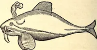 An illustration from Icones animalium quadrupedum uiuiparorum et ouiparorum : quae in Historiae animalium Conradi Gesneri libro I. et II. describuntur, cum nomenclaturis singulorum latinis, graecis, italicis, gallicis, et germanicis plerunque, et aliarum quoque linguarum, certis ordinibus digestae (1560)