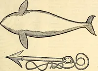 An illustration from Icones animalium quadrupedum uiuiparorum et ouiparorum : quae in Historiae animalium Conradi Gesneri libro I. et II. describuntur, cum nomenclaturis singulorum latinis, graecis, italicis, gallicis, et germanicis plerunque, et aliarum quoque linguarum, certis ordinibus digestae (1560)