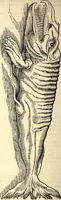 An illustration from Icones animalium quadrupedum uiuiparorum et ouiparorum : quae in Historiae animalium Conradi Gesneri libro I. et II. describuntur, cum nomenclaturis singulorum latinis, graecis, italicis, gallicis, et germanicis plerunque, et aliarum quoque linguarum, certis ordinibus digestae (1560)