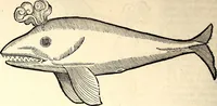An illustration from Icones animalium quadrupedum uiuiparorum et ouiparorum : quae in Historiae animalium Conradi Gesneri libro I. et II. describuntur, cum nomenclaturis singulorum latinis, graecis, italicis, gallicis, et germanicis plerunque, et aliarum quoque linguarum, certis ordinibus digestae (1560)