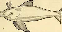 An illustration from Icones animalium quadrupedum uiuiparorum et ouiparorum : quae in Historiae animalium Conradi Gesneri libro I. et II. describuntur, cum nomenclaturis singulorum latinis, graecis, italicis, gallicis, et germanicis plerunque, et aliarum quoque linguarum, certis ordinibus digestae (1560)