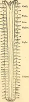 An illustration from Icones animalium quadrupedum uiuiparorum et ouiparorum : quae in Historiae animalium Conradi Gesneri libro I. et II. describuntur, cum nomenclaturis singulorum latinis, graecis, italicis, gallicis, et germanicis plerunque, et aliarum quoque linguarum, certis ordinibus digestae (1560)