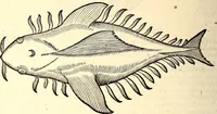 An illustration from Icones animalium quadrupedum uiuiparorum et ouiparorum : quae in Historiae animalium Conradi Gesneri libro I. et II. describuntur, cum nomenclaturis singulorum latinis, graecis, italicis, gallicis, et germanicis plerunque, et aliarum quoque linguarum, certis ordinibus digestae (1560)