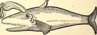 An illustration from Icones animalium quadrupedum uiuiparorum et ouiparorum : quae in Historiae animalium Conradi Gesneri libro I. et II. describuntur, cum nomenclaturis singulorum latinis, graecis, italicis, gallicis, et germanicis plerunque, et aliarum quoque linguarum, certis ordinibus digestae (1560)