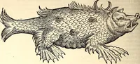 An illustration from Icones animalium quadrupedum uiuiparorum et ouiparorum : quae in Historiae animalium Conradi Gesneri libro I. et II. describuntur, cum nomenclaturis singulorum latinis, graecis, italicis, gallicis, et germanicis plerunque, et aliarum quoque linguarum, certis ordinibus digestae (1560)