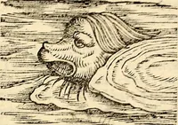 An illustration from Icones animalium quadrupedum uiuiparorum et ouiparorum : quae in Historiae animalium Conradi Gesneri libro I. et II. describuntur, cum nomenclaturis singulorum latinis, graecis, italicis, gallicis, et germanicis plerunque, et aliarum quoque linguarum, certis ordinibus digestae (1560)