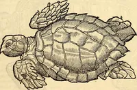 An illustration from Icones animalium quadrupedum uiuiparorum et ouiparorum : quae in Historiae animalium Conradi Gesneri libro I. et II. describuntur, cum nomenclaturis singulorum latinis, graecis, italicis, gallicis, et germanicis plerunque, et aliarum quoque linguarum, certis ordinibus digestae (1560)