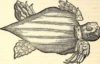 An illustration from Icones animalium quadrupedum uiuiparorum et ouiparorum : quae in Historiae animalium Conradi Gesneri libro I. et II. describuntur, cum nomenclaturis singulorum latinis, graecis, italicis, gallicis, et germanicis plerunque, et aliarum quoque linguarum, certis ordinibus digestae (1560)