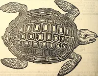 An illustration from Icones animalium quadrupedum uiuiparorum et ouiparorum : quae in Historiae animalium Conradi Gesneri libro I. et II. describuntur, cum nomenclaturis singulorum latinis, graecis, italicis, gallicis, et germanicis plerunque, et aliarum quoque linguarum, certis ordinibus digestae (1560)