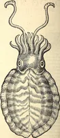An illustration from Icones animalium quadrupedum uiuiparorum et ouiparorum : quae in Historiae animalium Conradi Gesneri libro I. et II. describuntur, cum nomenclaturis singulorum latinis, graecis, italicis, gallicis, et germanicis plerunque, et aliarum quoque linguarum, certis ordinibus digestae (1560)