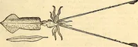 An illustration from Icones animalium quadrupedum uiuiparorum et ouiparorum : quae in Historiae animalium Conradi Gesneri libro I. et II. describuntur, cum nomenclaturis singulorum latinis, graecis, italicis, gallicis, et germanicis plerunque, et aliarum quoque linguarum, certis ordinibus digestae (1560)