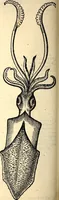 An illustration from Icones animalium quadrupedum uiuiparorum et ouiparorum : quae in Historiae animalium Conradi Gesneri libro I. et II. describuntur, cum nomenclaturis singulorum latinis, graecis, italicis, gallicis, et germanicis plerunque, et aliarum quoque linguarum, certis ordinibus digestae (1560)