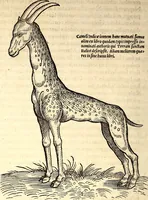 Picture 47 of 971 from Icones animalium quadrupedum uiuiparorum et ouiparorum : quae in Historiae animalium Conradi Gesneri libro I. et II. describuntur, cum nomenclaturis singulorum latinis, graecis, italicis, gallicis, et germanicis plerunque, et aliarum quoque linguarum, certis ordinibus digestae (1560), leaf 51
