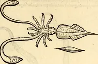 An illustration from Icones animalium quadrupedum uiuiparorum et ouiparorum : quae in Historiae animalium Conradi Gesneri libro I. et II. describuntur, cum nomenclaturis singulorum latinis, graecis, italicis, gallicis, et germanicis plerunque, et aliarum quoque linguarum, certis ordinibus digestae (1560)