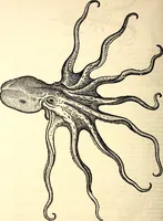 An illustration from Icones animalium quadrupedum uiuiparorum et ouiparorum : quae in Historiae animalium Conradi Gesneri libro I. et II. describuntur, cum nomenclaturis singulorum latinis, graecis, italicis, gallicis, et germanicis plerunque, et aliarum quoque linguarum, certis ordinibus digestae (1560)