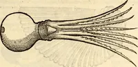 An illustration from Icones animalium quadrupedum uiuiparorum et ouiparorum : quae in Historiae animalium Conradi Gesneri libro I. et II. describuntur, cum nomenclaturis singulorum latinis, graecis, italicis, gallicis, et germanicis plerunque, et aliarum quoque linguarum, certis ordinibus digestae (1560)