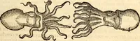 An illustration from Icones animalium quadrupedum uiuiparorum et ouiparorum : quae in Historiae animalium Conradi Gesneri libro I. et II. describuntur, cum nomenclaturis singulorum latinis, graecis, italicis, gallicis, et germanicis plerunque, et aliarum quoque linguarum, certis ordinibus digestae (1560)