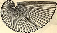An illustration from Icones animalium quadrupedum uiuiparorum et ouiparorum : quae in Historiae animalium Conradi Gesneri libro I. et II. describuntur, cum nomenclaturis singulorum latinis, graecis, italicis, gallicis, et germanicis plerunque, et aliarum quoque linguarum, certis ordinibus digestae (1560)