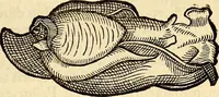 An illustration from Icones animalium quadrupedum uiuiparorum et ouiparorum : quae in Historiae animalium Conradi Gesneri libro I. et II. describuntur, cum nomenclaturis singulorum latinis, graecis, italicis, gallicis, et germanicis plerunque, et aliarum quoque linguarum, certis ordinibus digestae (1560)