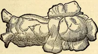 An illustration from Icones animalium quadrupedum uiuiparorum et ouiparorum : quae in Historiae animalium Conradi Gesneri libro I. et II. describuntur, cum nomenclaturis singulorum latinis, graecis, italicis, gallicis, et germanicis plerunque, et aliarum quoque linguarum, certis ordinibus digestae (1560)