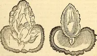 An illustration from Icones animalium quadrupedum uiuiparorum et ouiparorum : quae in Historiae animalium Conradi Gesneri libro I. et II. describuntur, cum nomenclaturis singulorum latinis, graecis, italicis, gallicis, et germanicis plerunque, et aliarum quoque linguarum, certis ordinibus digestae (1560)