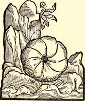 An illustration from Icones animalium quadrupedum uiuiparorum et ouiparorum : quae in Historiae animalium Conradi Gesneri libro I. et II. describuntur, cum nomenclaturis singulorum latinis, graecis, italicis, gallicis, et germanicis plerunque, et aliarum quoque linguarum, certis ordinibus digestae (1560)