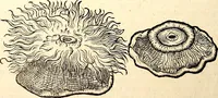 An illustration from Icones animalium quadrupedum uiuiparorum et ouiparorum : quae in Historiae animalium Conradi Gesneri libro I. et II. describuntur, cum nomenclaturis singulorum latinis, graecis, italicis, gallicis, et germanicis plerunque, et aliarum quoque linguarum, certis ordinibus digestae (1560)
