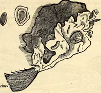 An illustration from Icones animalium quadrupedum uiuiparorum et ouiparorum : quae in Historiae animalium Conradi Gesneri libro I. et II. describuntur, cum nomenclaturis singulorum latinis, graecis, italicis, gallicis, et germanicis plerunque, et aliarum quoque linguarum, certis ordinibus digestae (1560)