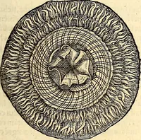 An illustration from Icones animalium quadrupedum uiuiparorum et ouiparorum : quae in Historiae animalium Conradi Gesneri libro I. et II. describuntur, cum nomenclaturis singulorum latinis, graecis, italicis, gallicis, et germanicis plerunque, et aliarum quoque linguarum, certis ordinibus digestae (1560)