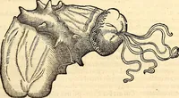 An illustration from Icones animalium quadrupedum uiuiparorum et ouiparorum : quae in Historiae animalium Conradi Gesneri libro I. et II. describuntur, cum nomenclaturis singulorum latinis, graecis, italicis, gallicis, et germanicis plerunque, et aliarum quoque linguarum, certis ordinibus digestae (1560)