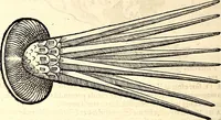 An illustration from Icones animalium quadrupedum uiuiparorum et ouiparorum : quae in Historiae animalium Conradi Gesneri libro I. et II. describuntur, cum nomenclaturis singulorum latinis, graecis, italicis, gallicis, et germanicis plerunque, et aliarum quoque linguarum, certis ordinibus digestae (1560)