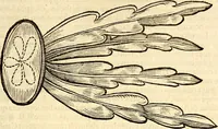 An illustration from Icones animalium quadrupedum uiuiparorum et ouiparorum : quae in Historiae animalium Conradi Gesneri libro I. et II. describuntur, cum nomenclaturis singulorum latinis, graecis, italicis, gallicis, et germanicis plerunque, et aliarum quoque linguarum, certis ordinibus digestae (1560)